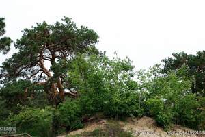 海拉爾國(guó)家森林公園