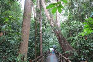 西雙版納原始森林公園