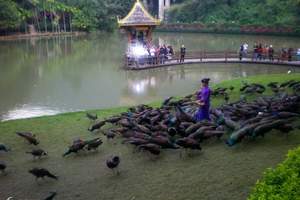 西雙版納原始森林公園