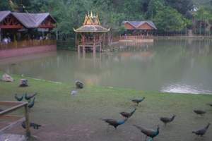 西雙版納原始森林公園