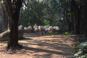 廣州長(cháng)隆野生動物園