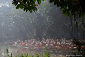 廣州長(cháng)隆野生動物園