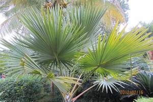 興隆熱帶植物園