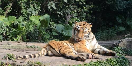 長(cháng)隆野生動物園