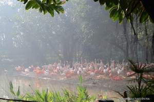 廣州長(cháng)隆野生動物園