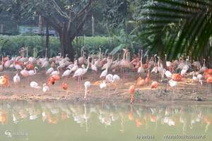 廣州長(cháng)隆野生動物園